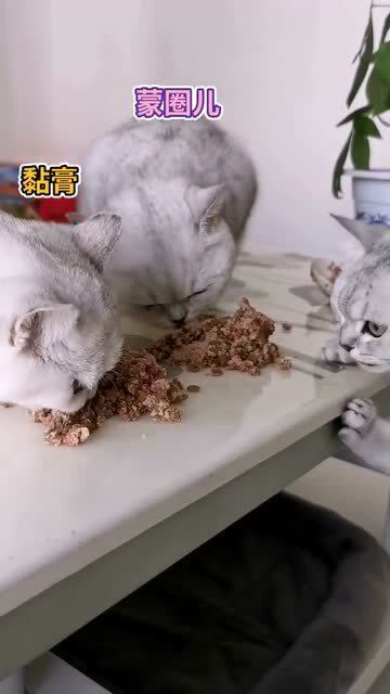 宠物猫家里怎么养