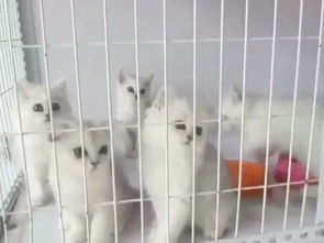 养殖宠物猫该怎么销售