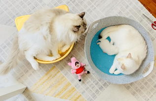 宠物猫早产流产怎么办啊