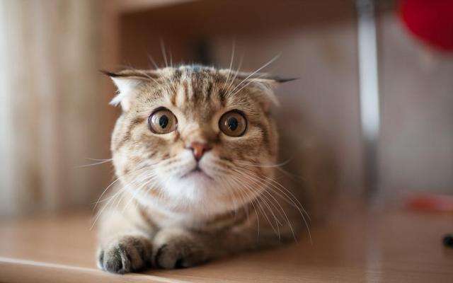 怎么分辨宠物猫和流浪猫