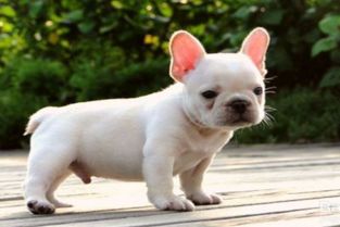 两个月斗牛犬喂多少