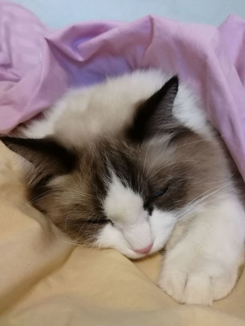宠物猫在家里怎么过冬