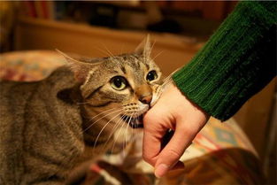 宠物猫怎么咬人呢