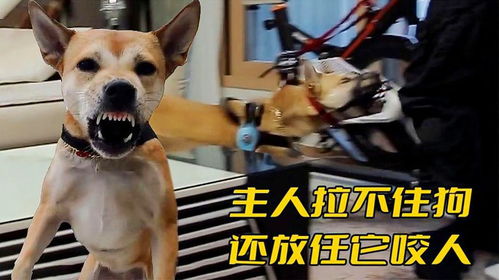 见人就咬的宠物狗怎么办