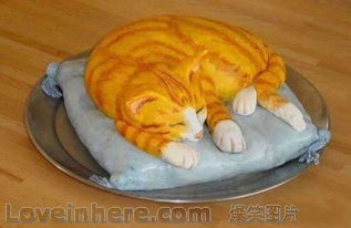 宠物猫财神帽子怎么戴