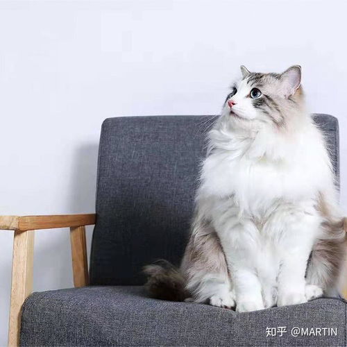 宠物猫长毛猫怎么养