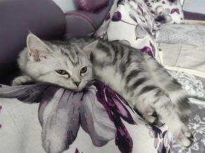 家养的宠物猫怎么卖