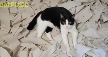 纸宠物猫怎么做