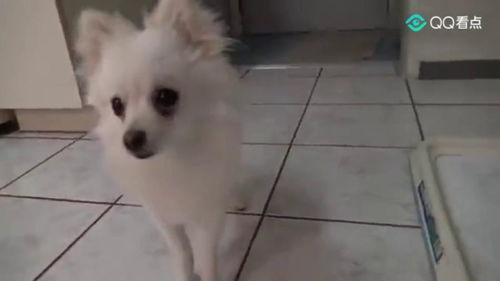 宠物狗尿片怎么用的啊