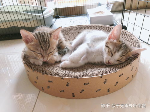 流浪宠物猫怎么收养它