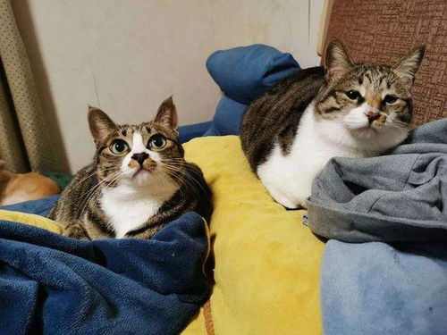 宠物猫和田园猫怎么养