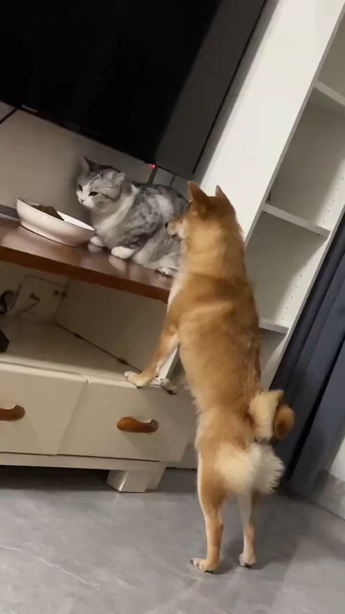 宠物狗吃猫粮怎么吃最好