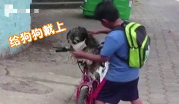 宠物狗防护面具怎么做的