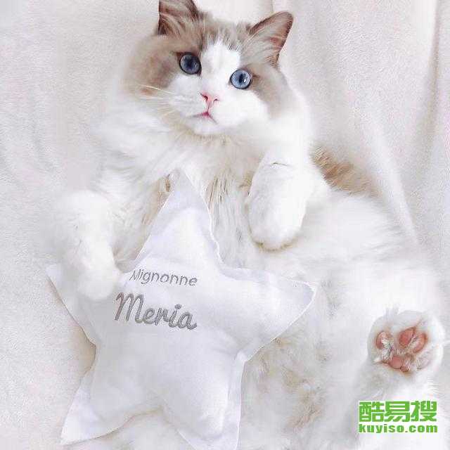 本土猫怎么养宠物狗猫呢