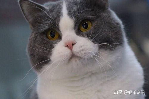怎么挑好宠物猫品种