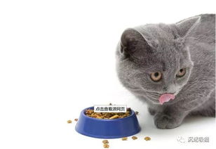 宠物猫没有猫粮怎么喂食