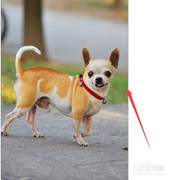 喂宠物狗低成本怎么办