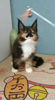三花猫多少钱一只