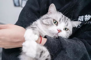 宠物猫黑毛衣怎么洗