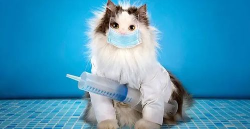 猫接种疫苗多少钱