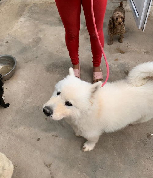 刚入新家的宠物狗怎么养