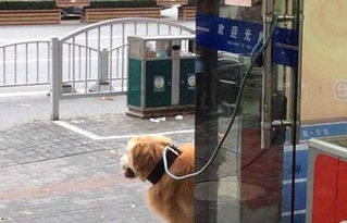 宠物狗栓了绳子怎么办啊