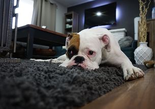 宠物狗死了主人会怎么办