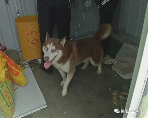 捡了一个宠物狗该怎么办