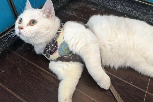 宠物猫想跑出去怎么办