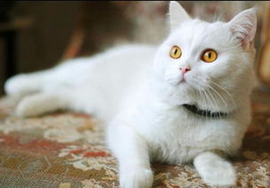 怎么喂宠物猫食物好呢