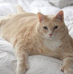 宠物猫肚子大怎么回事儿