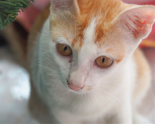宠物猫级别怎么划分