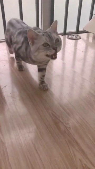 家有宠物猫怎么防蚊子