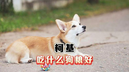 柯基狗粮喂多少钱