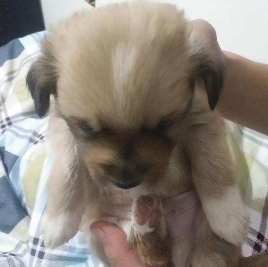 宠物狗毛长白毛怎么办