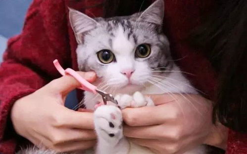 怎么给宠物猫修指甲