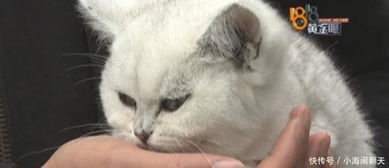 宠物猫买回来不吃怎么办