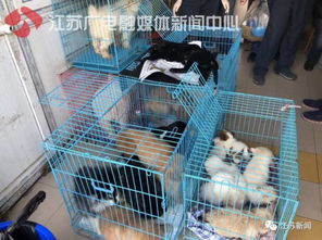 宠物狗怎么回血快一点