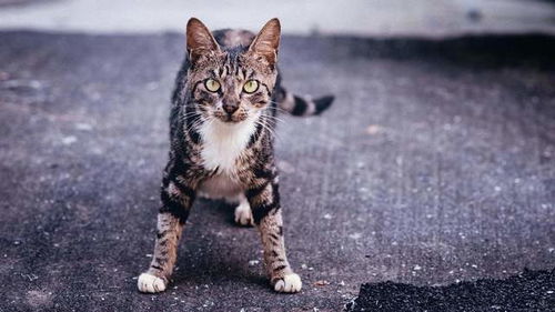 怎么养空气宠物猫