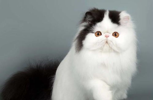 宠物猫毛发怎么修剪
