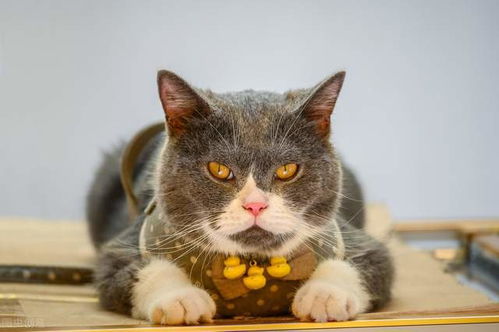 宠物猫自己洗怎么洗
