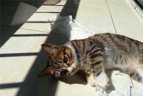 宠物猫怎么才能发情快点