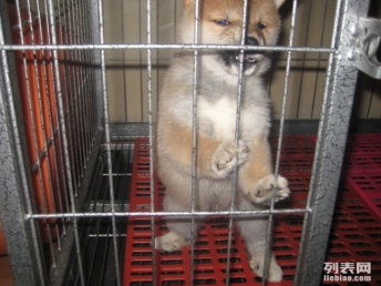 小宠物狗杂毛怎么办啊