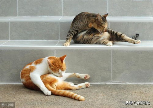 宠物猫不爱舔毛怎么办呢