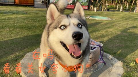 跟宠物狗说话会怎么样呢