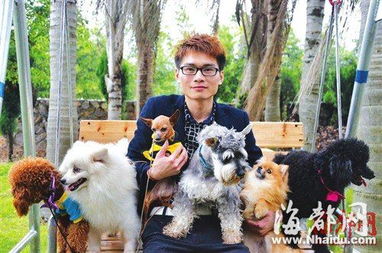农村宠物狗被偷了怎么办