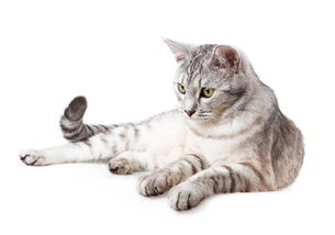 宠物猫的毛怎么清洗