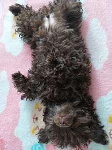 狗狗做化验多少钱