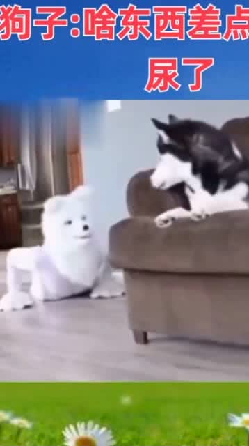 宠物狗吓尿了会怎么样吗