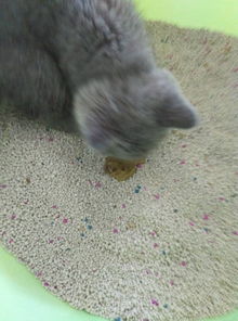 猫的便便多少正常
